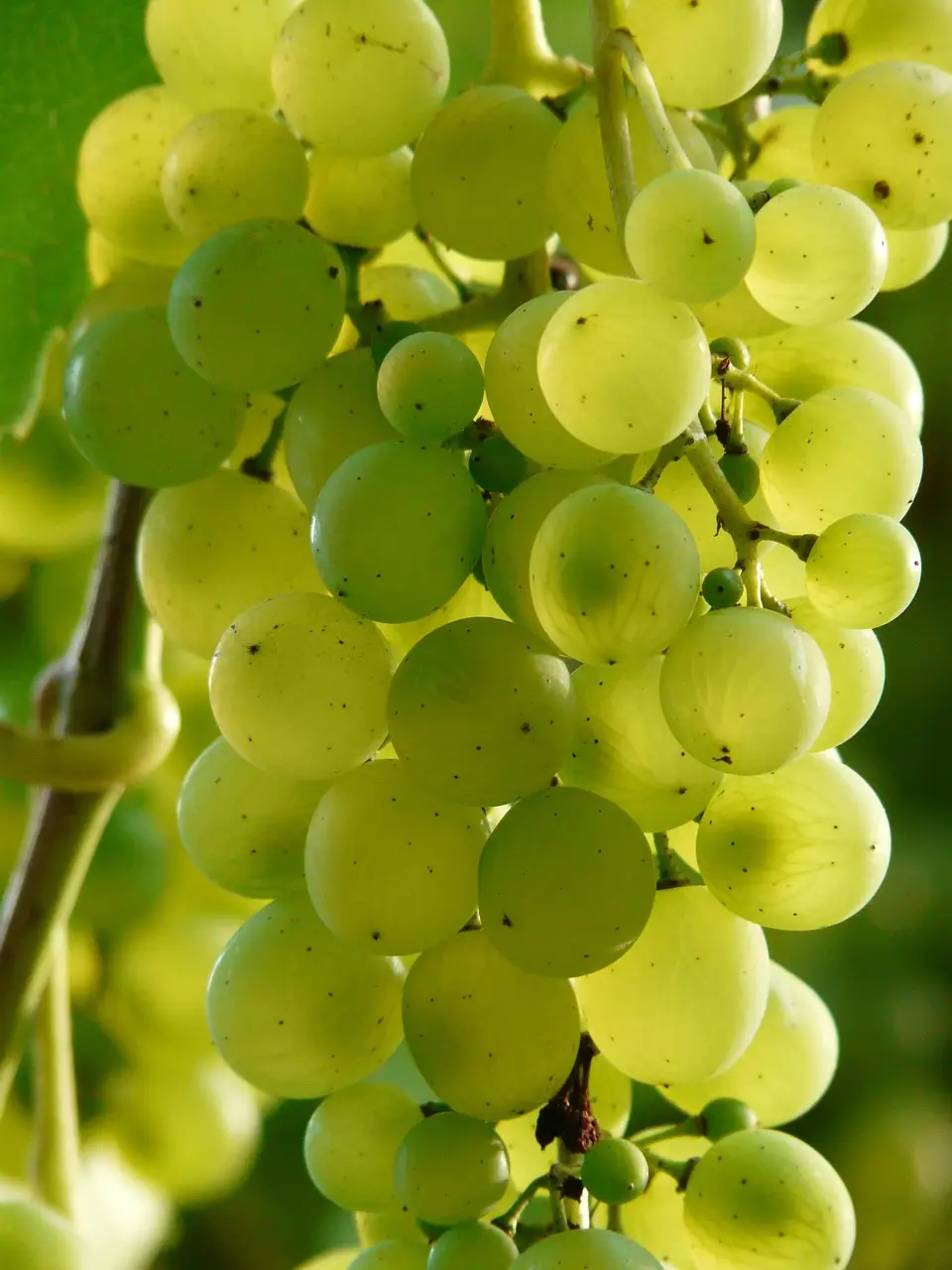grapes-9218_1280